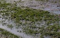 Image for Pitch inspection possible ahead of Brentford clash